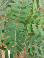 Albizia kalkora