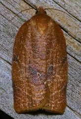 Choristoneura obsoletana