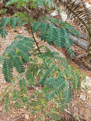 Albizia kalkora