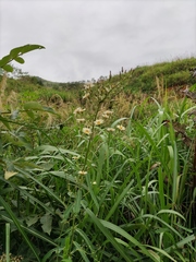 Lactuca indica