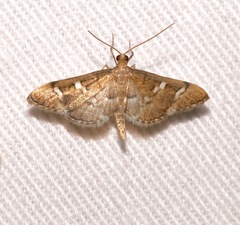 Desmia desmialis