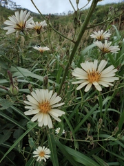 Lactuca indica