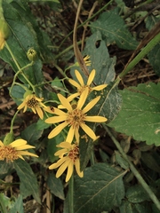 Senecio scandens
