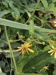 Senecio scandens