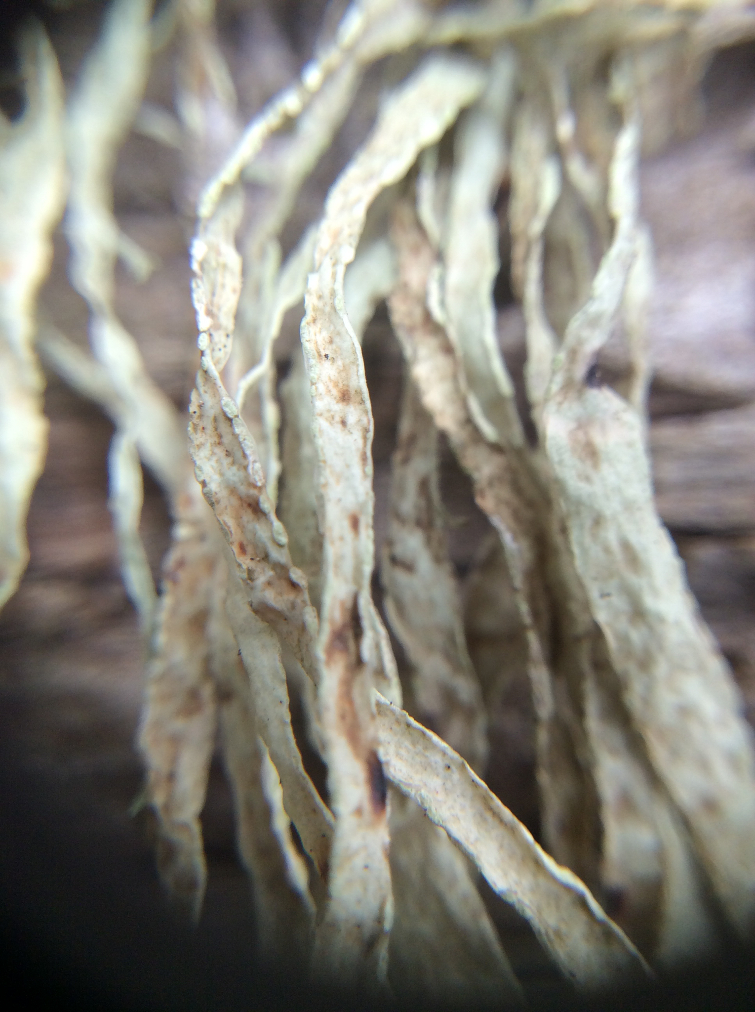 Ramalina image