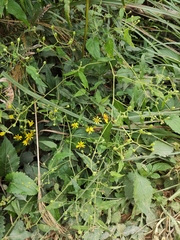 Senecio scandens