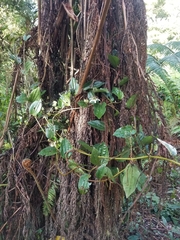 Passiflora cuspidifolia
