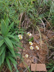 Lactuca indica