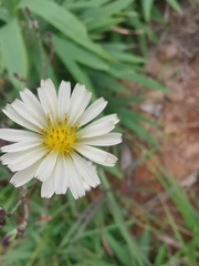 Lactuca indica