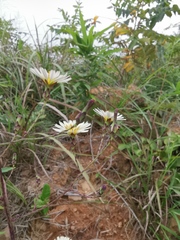 Lactuca indica