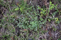 Cistus lasianthus alyssoides
