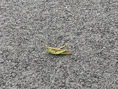 Schistocerca obscura