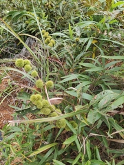 Castanea seguinii