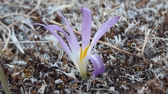 Colchicum montanum