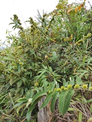 Castanea seguinii