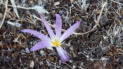 Colchicum montanum