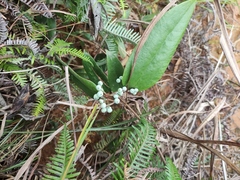 Smilax glabra