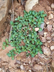 Melastoma dodecandrum