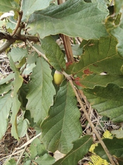 Quercus fabri