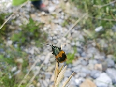 Monocesta ducalis
