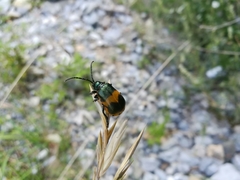 Monocesta ducalis