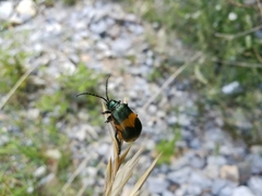 Monocesta ducalis