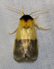 Exyra semicrocea
