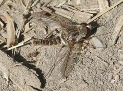 Aphoebantus conurus
