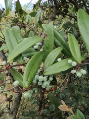 Smilax glabra