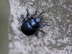 Timarcha goettingensis