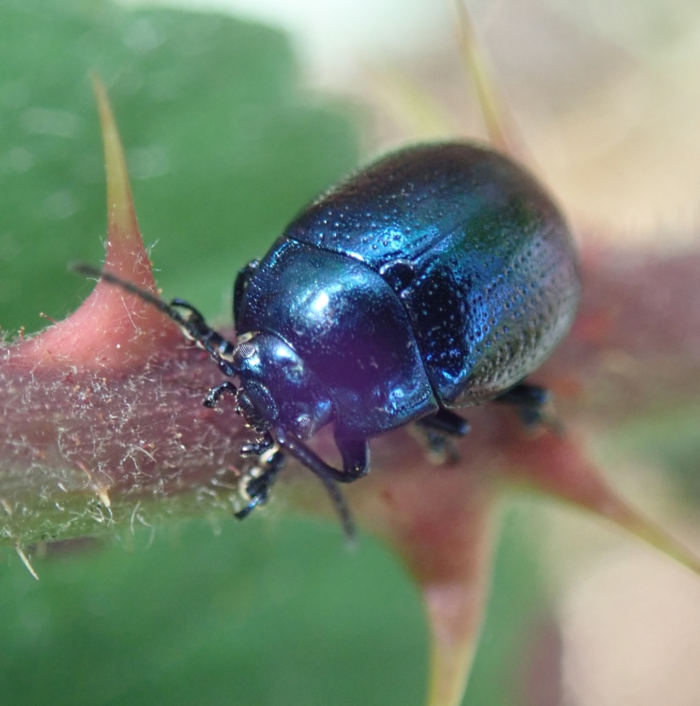 Chrysolina geminata