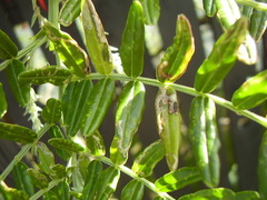 Liriomyza clianthi