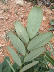 Dalbergia hupeana