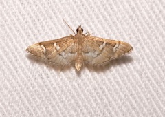 Desmia desmialis