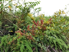 Ilex pubescens