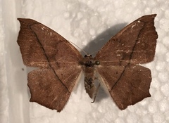 Prochoerodes lineola