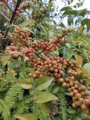 Ilex pubescens