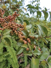 Ilex pubescens