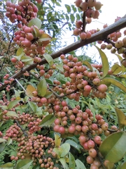 Ilex pubescens