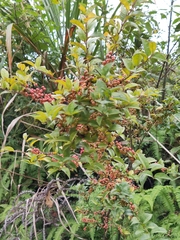Ilex pubescens