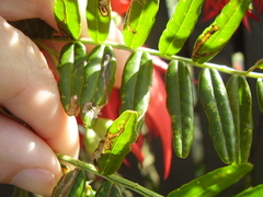 Liriomyza clianthi