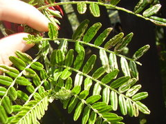 Liriomyza clianthi