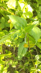 Sclerocarpus divaricatus