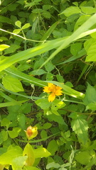 Sclerocarpus divaricatus