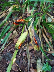 Iris foetidissima