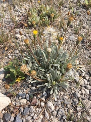 Raillardella argentea