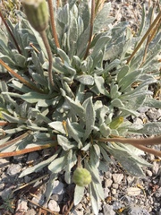 Raillardella argentea