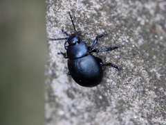 Timarcha goettingensis