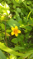 Sclerocarpus divaricatus