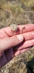 Eriocaulon koernickianum